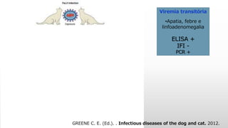 Viremia transitória
•Apatia, febre e
linfoadenomegalia
ELISA +
IFI -
PCR +
GREENE C. E. (Ed.). . Infectious diseases of the dog and cat. 2012.
 