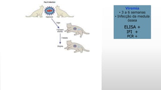 Viremia
• 3 a 6 semanas
• Infecção da medula
óssea
ELISA +
IFI +
PCR +
 
