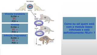Como eu sei quem está
com a medula óssea
infectada e está
definitivamente FELV+ ?
Viremia transitória
ELISA +
IFI -
PCR +
Viremia
ELISA +
IFI +
PCR +
Infecção Progressiva
ELISA +
IFI +
PCR +
 