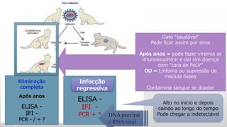 Latente
ELISA -
IFI -
PCR + *
Eliminação
completa
Após anos
ELISA -
IFI -
PCR - / + ?
Infecção
regressiva
DNA proviral
e RNA viral
Gato “saudável”
Pode ficar assim por anos
Após anos = pode fazer viremia se
imunossuprimir e dai sim doença
com “cara de FeLV”
OU = Linfoma ou supressão de
medula óssea
Contamina sangue se doador
Alto no ínicio e depois
caindo ao longo do tempo
Pode chegar a indetectável
 