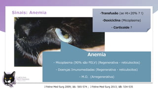 J Feline Med Surg 2009; 11: 565-574 ; J Feline Med Surg 2013; 15: 534-535
Anemia
- Micoplasma (90% são FELV) (Regenerativa - reticulocitos)
- Doenças Imunomediadas (Regenerativa - reticulocitos)
- M.O. (Arregenerativa)
-Transfusão (se Ht<20% ? !)
-Doxiciclina (Micoplasma)
- Corticoide ?
Sinais: Anemia
 