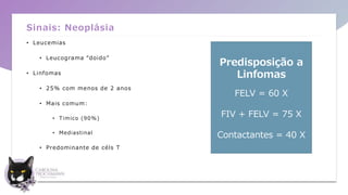 Sinais: Neoplásia
• Leucemias
• Leucograma “doido”
• Linfomas
• 25% com menos de 2 anos
• Mais comum:
• Timico (90%)
• Mediastinal
• Predominante de céls T
Predisposição a
Linfomas
FELV = 60 X
FIV + FELV = 75 X
Contactantes = 40 X
 