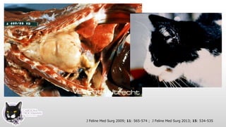 J Feline Med Surg 2009; 11: 565-574 ; J Feline Med Surg 2013; 15: 534-535
 