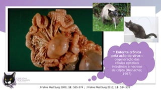 J Feline Med Surg 2009; 11: 565-574 ; J Feline Med Surg 2013; 15: 534-535
* Enterite crônica
pela ação do vírus :
degeneração das
células epiteliais
intestinais e necrose
de cripta (Reinacher,
1987)
 