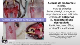 FOTOS: Rolim et al. "Clinical, pathological, immunohistochemical and molecular characterization
of feline chronic gingivostomatitis." Journal of feline medicine and surgery 2017
A causa da síndrome é
incerta,
mas os achados
histopatológicos sugerem
resposta imune ao estimulo
crônico de antígenos
ou resposta imune
desregulada
Linfócitos, neutrófilos,
eosinófilos e citocinas
Hartmann, Katrin. "Clinical aspects of feline
immunodeficiency and feline leukemia virus
infection." Veterinary immunology and
immunopathology 2011
Sinais: Complexo gengivoestomatite
 