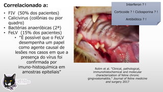 Correlacionado a:
• FIV (50% dos pacientes)
• Calicivirus (colônias ou pior
quadro)
• Bactérias anaeróbicas (2ª)
• FeLV (15% dos pacientes)
• “É possível que o FeLV
desempenha um papel
como agente causal de
lesões nos casos em que a
presença do vírus foi
confirmada por
imuno-histoquímica em
amostras epiteliais”
Rolim et al. "Clinical, pathological,
immunohistochemical and molecular
characterization of feline chronic
gingivostomatitis." Journal of feline medicine
and surgery 2017
Interferon ? !
Corticoide ? ! Ciclosporina ? !
Antibiótico ? !
 