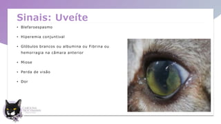 Sinais: Uveíte
• Blefaroespasmo
• Hiperemia conjuntival
• Glóbulos brancos ou albumina ou Fibrina ou
hemorragia na câmara anterior
• Miose
• Perda de visão
• Dor
 