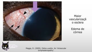 Maior
vascularizaçã
o esclera
Edema de
córnea
Maggs, D. (2009). Feline uveitis: An ‘intraocular
lymphadenopathy’.
 