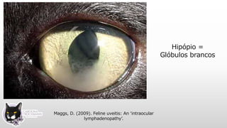 Hipópio =
Glóbulos brancos
Maggs, D. (2009). Feline uveitis: An ‘intraocular
lymphadenopathy’.
 