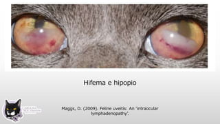 Hifema e hipopio
Maggs, D. (2009). Feline uveitis: An ‘intraocular
lymphadenopathy’.
 