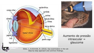 Aumento de pressão
intraocular =
glaucoma
Stiles, J., & Kimmitt, B. (2016). Eye examination in the cat:
Step-by-step approach and common findings.
 