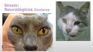 Sinais:
Neurológicos Oculares
 