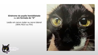 Síndrome da pupila hemidilatada
ou em formato de “D”
Lesão em nervo malar ou nervo lateral
(90% FELV ou FIV)
 