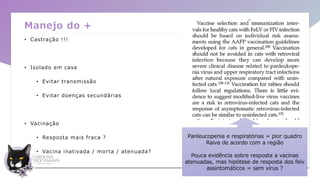 Manejo do +
• Castração !!!
• Isolado em casa
• Evitar transmissão
• Evitar doenças secundárias
• Vacinação
• Resposta mais fraca ?
• Vacina inativada / morta / atenuada?
Panleucopenia e respiratórias = pior quadro
Raiva de acordo com a região
Pouca evidência sobre resposta a vacinas
atenuadas, mas hipótese de resposta dos felv
assintomáticos = sem vírus ?
 