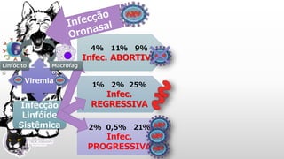 2% 0,5% 21%
Infec.
PROGRESSIVA
1% 2% 25%
Infec.
REGRESSIVA
4% 11% 9%
Infec. ABORTIVA
Infecção
Linfóide
Sistêmica
Viremia
Macrofag
os
Linfócito
s
 