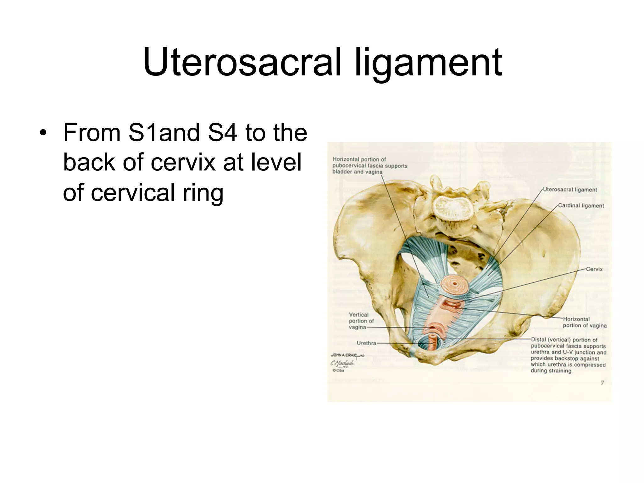 female-genital-tract-anatomy-pdf