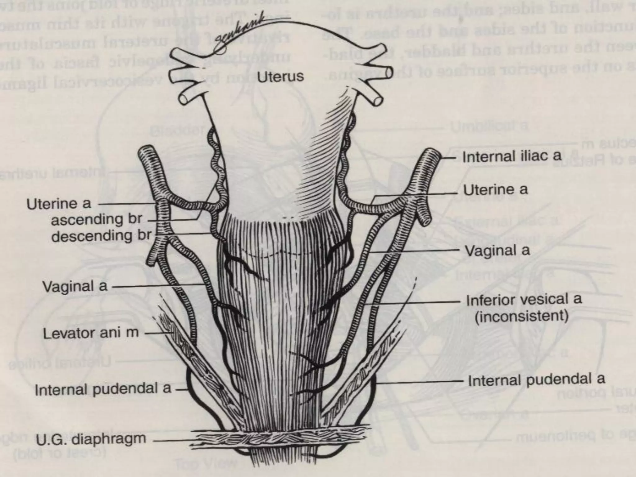 Female genital tract anatomy | PDF