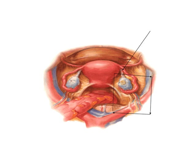 Female genital tract anatomy | PDF