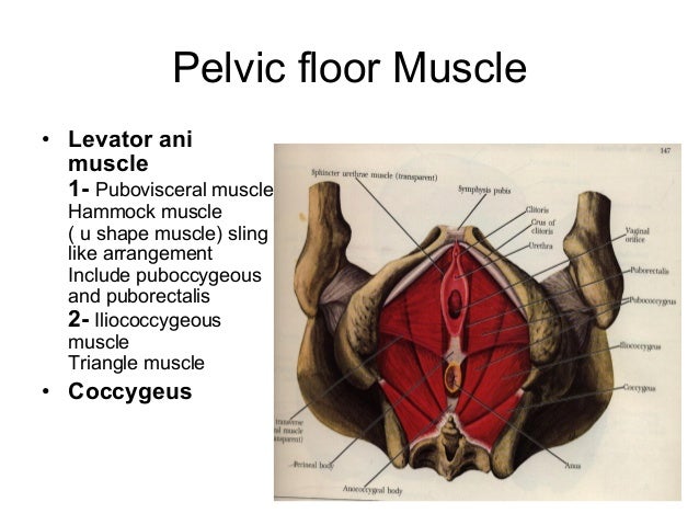 anatomy of female genital tract pdf