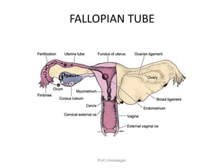 Female reproductive system1 copy | PDF