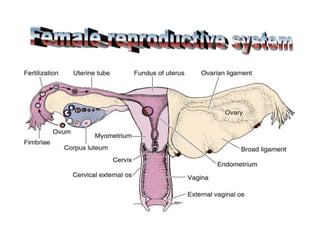 Female reproductive system | PPTX