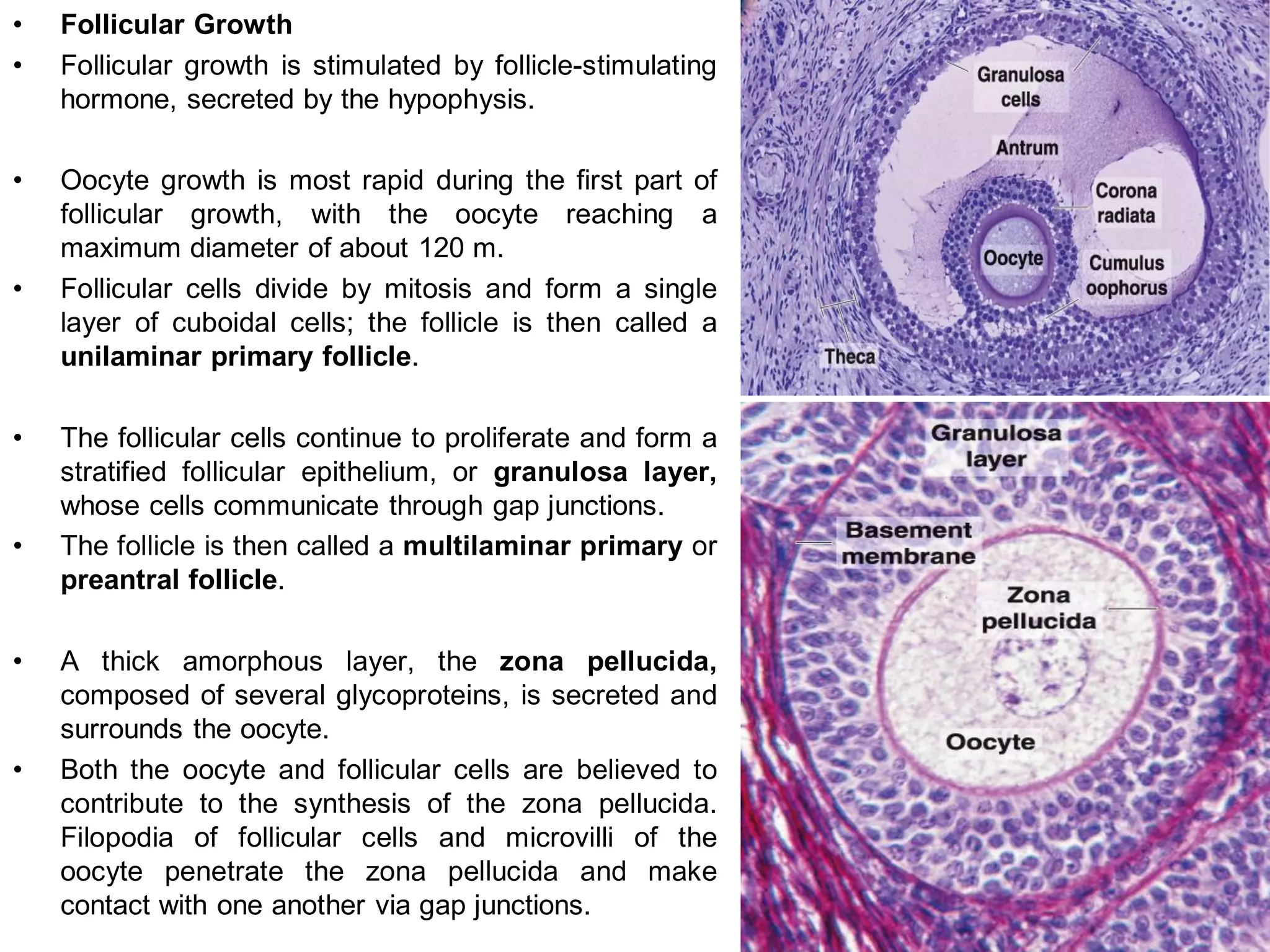 •   Follicular Growth
•   Follicular growth is stimulated by follicle-stimulating
    hormone, secreted by the hypophysis.

•   Oocyte growth is most rapid during the first part of
    follicular growth, with the oocyte reaching a
    maximum diameter of about 120 m.
•   Follicular cells divide by mitosis and form a single
    layer of cuboidal cells; the follicle is then called a
    unilaminar primary follicle.

•   The follicular cells continue to proliferate and form a
    stratified follicular epithelium, or granulosa layer,
    whose cells communicate through gap junctions.
•   The follicle is then called a multilaminar primary or
    preantral follicle.

•   A thick amorphous layer, the zona pellucida,
    composed of several glycoproteins, is secreted and
    surrounds the oocyte.
•   Both the oocyte and follicular cells are believed to
    contribute to the synthesis of the zona pellucida.
    Filopodia of follicular cells and microvilli of the
    oocyte penetrate the zona pellucida and make
    contact with one another via gap junctions.
 