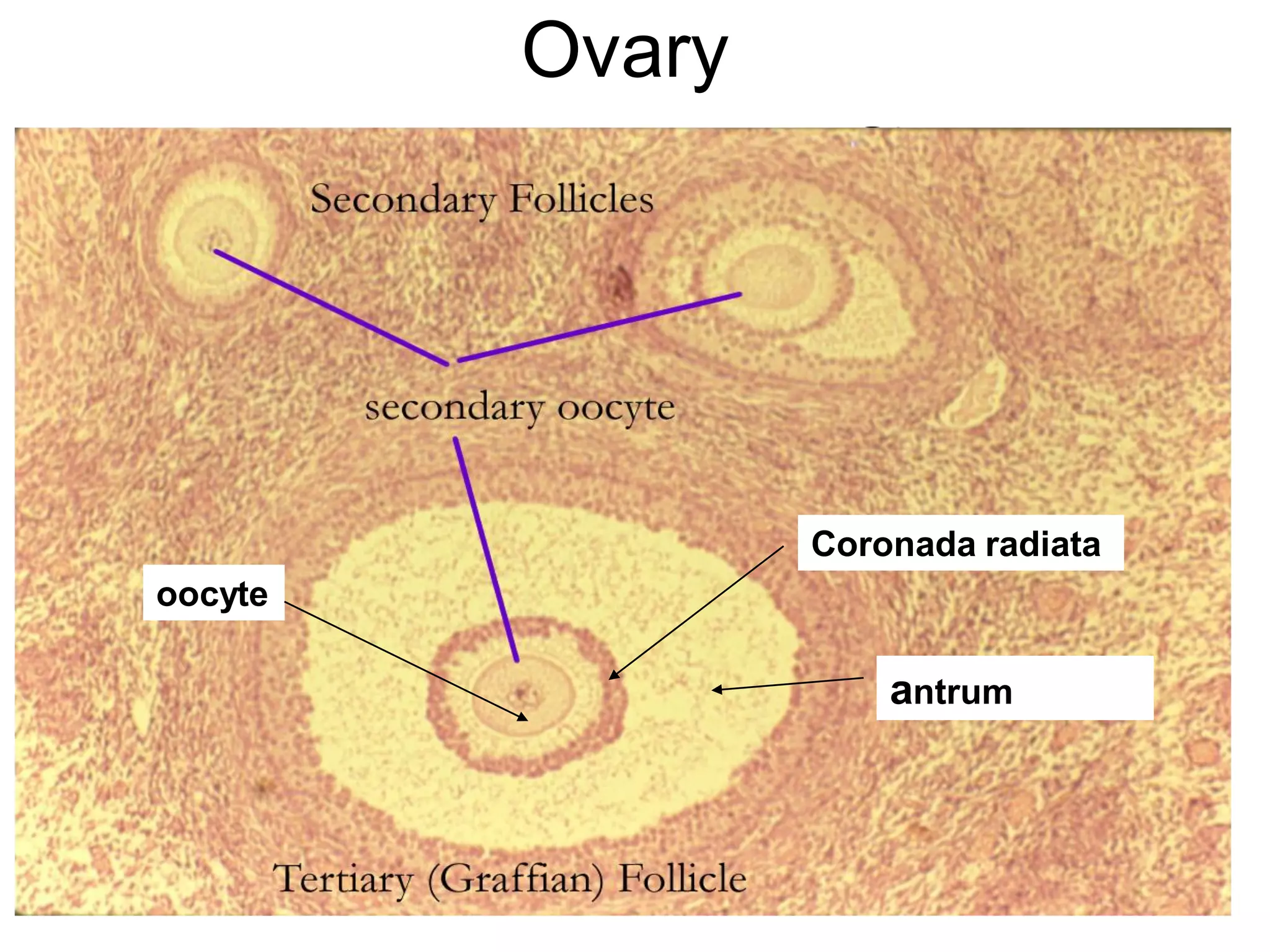 Ovary




                 Coronada radiata
oocyte

                     antrum
 
