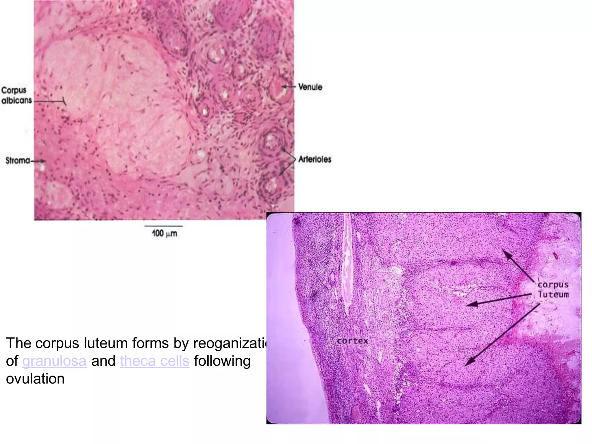 The corpus luteum forms by reoganization
of granulosa and theca cells following
ovulation
 
