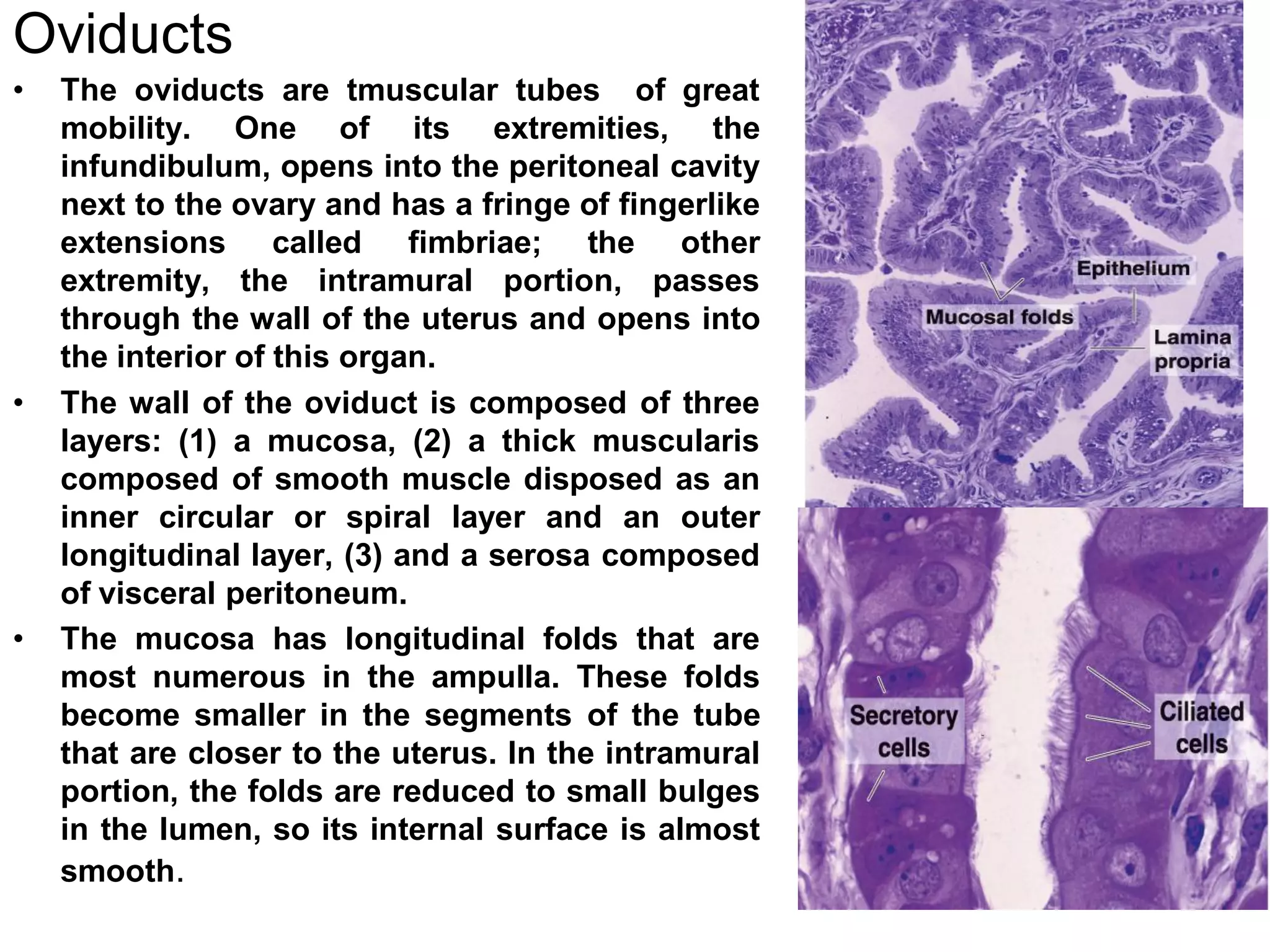 Oviducts
•   The oviducts are tmuscular tubes of great
    mobility. One of its extremities, the
    infundibulum, opens into the peritoneal cavity
    next to the ovary and has a fringe of fingerlike
    extensions called fimbriae; the other
    extremity, the intramural portion, passes
    through the wall of the uterus and opens into
    the interior of this organ.
•   The wall of the oviduct is composed of three
    layers: (1) a mucosa, (2) a thick muscularis
    composed of smooth muscle disposed as an
    inner circular or spiral layer and an outer
    longitudinal layer, (3) and a serosa composed
    of visceral peritoneum.
•   The mucosa has longitudinal folds that are
    most numerous in the ampulla. These folds
    become smaller in the segments of the tube
    that are closer to the uterus. In the intramural
    portion, the folds are reduced to small bulges
    in the lumen, so its internal surface is almost
    smooth.
 
