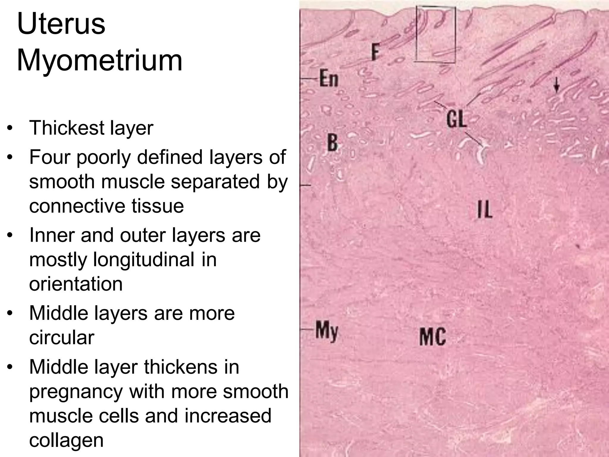 Uterus
 Myometrium

• Thickest layer
• Four poorly defined layers of
  smooth muscle separated by
  connective tissue
• Inner and outer layers are
  mostly longitudinal in
  orientation
• Middle layers are more
  circular
• Middle layer thickens in
  pregnancy with more smooth
  muscle cells and increased
  collagen
 