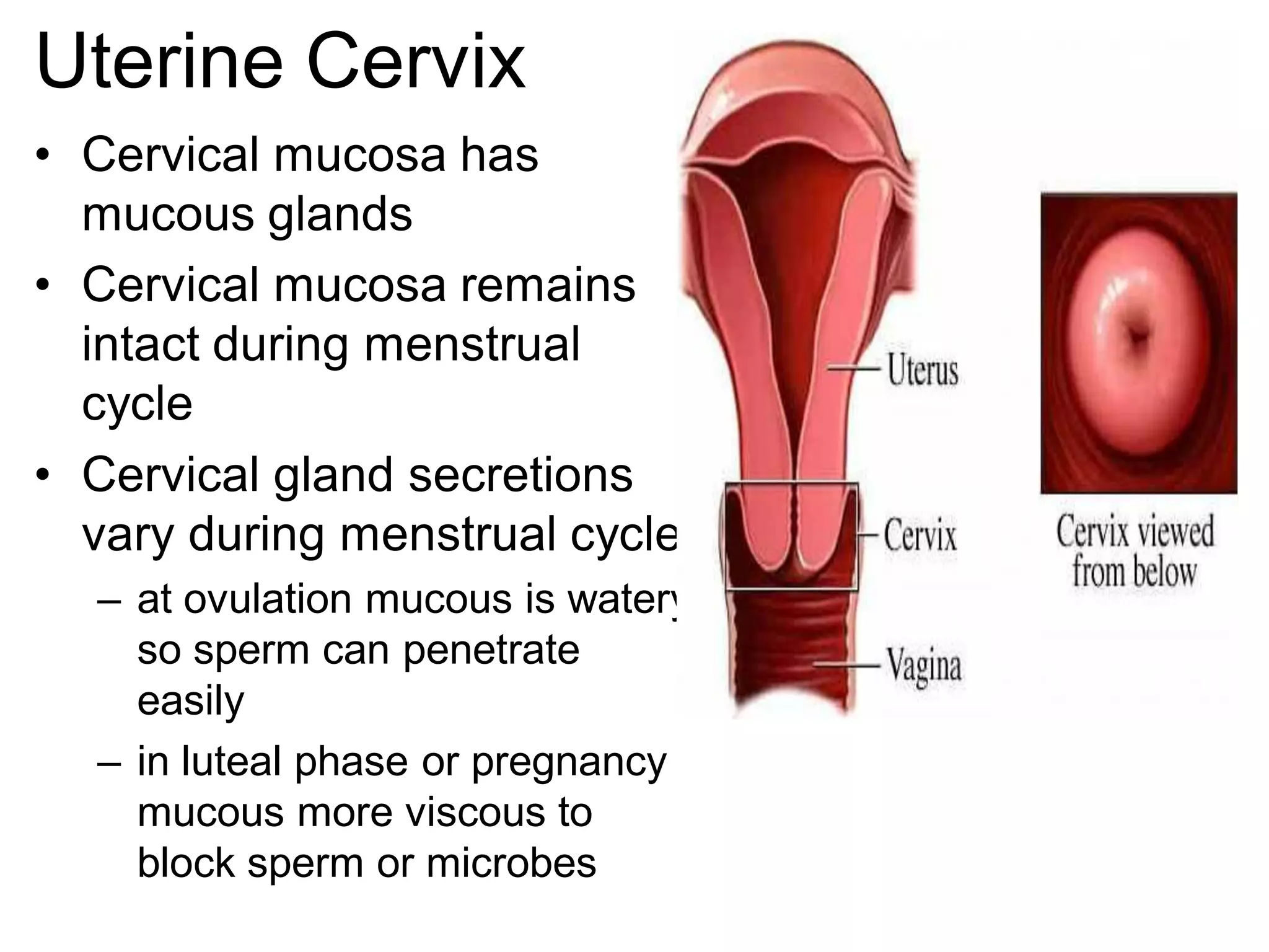 Uterine Cervix
• Cervical mucosa has
  mucous glands
• Cervical mucosa remains
  intact during menstrual
  cycle
• Cervical gland secretions
  vary during menstrual cycle
  – at ovulation mucous is watery
    so sperm can penetrate
    easily
  – in luteal phase or pregnancy
    mucous more viscous to
    block sperm or microbes
 