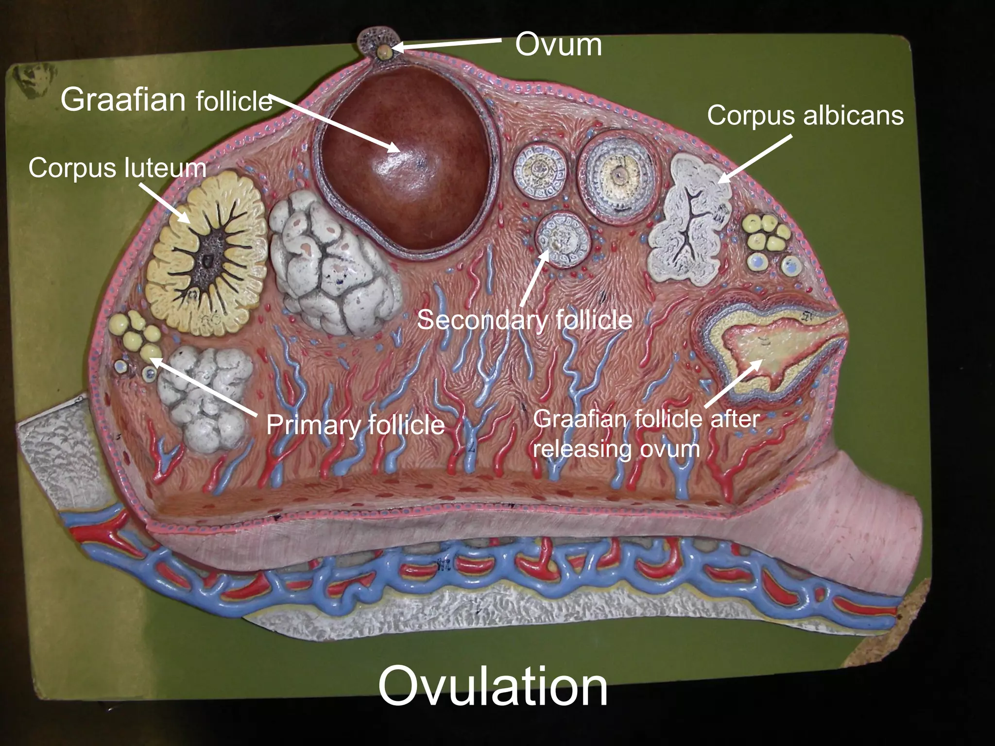 Ovum
  Graafian follicle                                      Corpus albicans
Corpus luteum




                               Secondary follicle


                  Primary follicle      Graafian follicle after
                                        releasing ovum




                           Ovulation
 