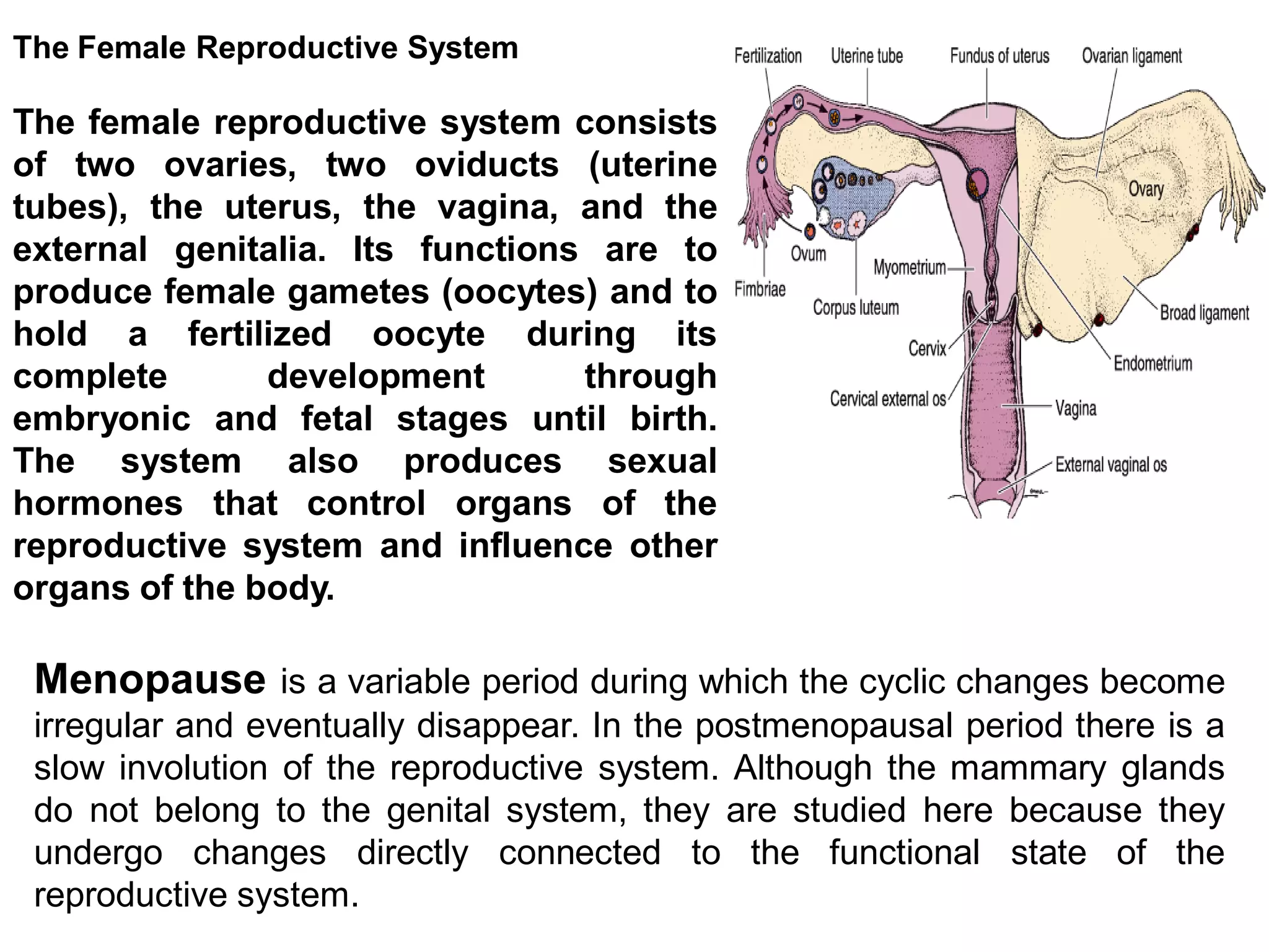 The Female Reproductive System

The female reproductive system consists
of two ovaries, two oviducts (uterine
tubes), the uterus, the vagina, and the
external genitalia. Its functions are to
produce female gametes (oocytes) and to
hold a fertilized oocyte during its
complete       development       through
embryonic and fetal stages until birth.
The system also produces sexual
hormones that control organs of the
reproductive system and influence other
organs of the body.

 Menopause is a variable period during which the cyclic changes become
 irregular and eventually disappear. In the postmenopausal period there is a
 slow involution of the reproductive system. Although the mammary glands
 do not belong to the genital system, they are studied here because they
 undergo changes directly connected to the functional state of the
 reproductive system.
 