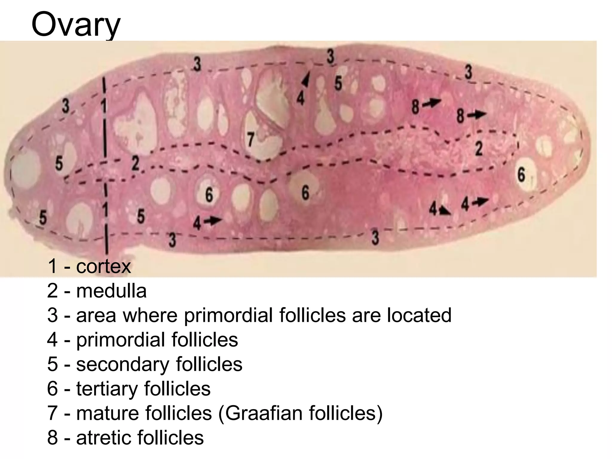 Ovary




1 - cortex
2 - medulla
3 - area where primordial follicles are located
4 - primordial follicles
5 - secondary follicles
6 - tertiary follicles
7 - mature follicles (Graafian follicles)
8 - atretic follicles
 