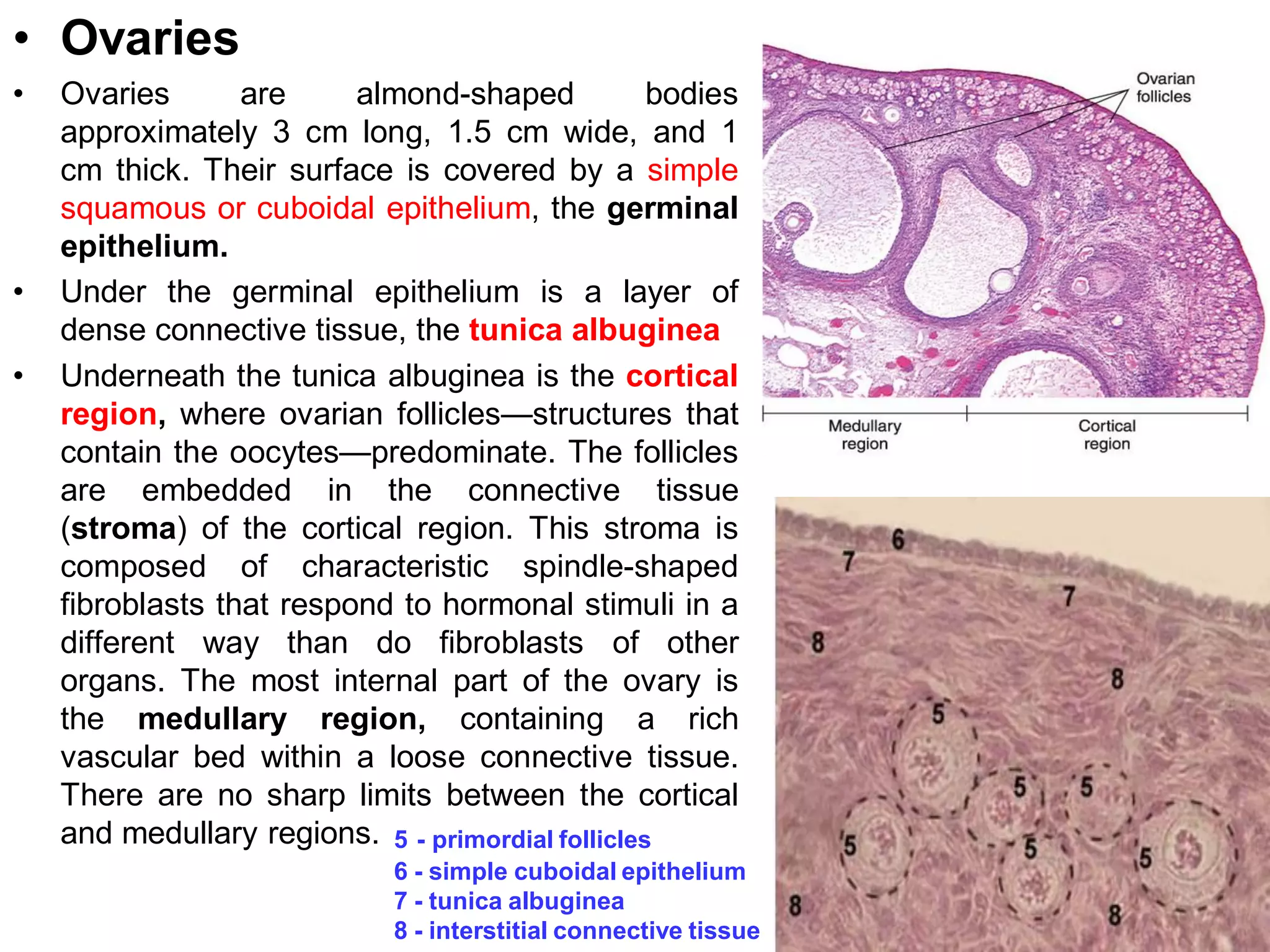 • Ovaries
•   Ovaries       are     almond-shaped            bodies
    approximately 3 cm long, 1.5 cm wide, and 1
    cm thick. Their surface is covered by a simple
    squamous or cuboidal epithelium, the germinal
    epithelium.
•   Under the germinal epithelium is a layer of
    dense connective tissue, the tunica albuginea
•   Underneath the tunica albuginea is the cortical
    region, where ovarian follicles—structures that
    contain the oocytes—predominate. The follicles
    are embedded in the connective tissue
    (stroma) of the cortical region. This stroma is
    composed of characteristic spindle-shaped
    fibroblasts that respond to hormonal stimuli in a
    different way than do fibroblasts of other
    organs. The most internal part of the ovary is
    the medullary region, containing a rich
    vascular bed within a loose connective tissue.
    There are no sharp limits between the cortical
    and medullary regions. 5 - primordial follicles
                              6 - simple cuboidal epithelium
                              7 - tunica albuginea
                              8 - interstitial connective tissue
 