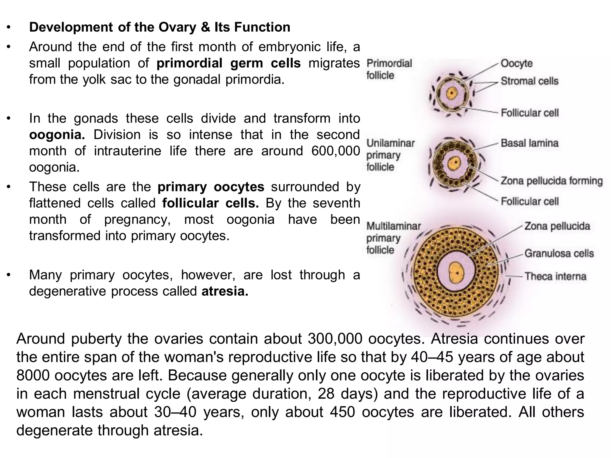 •    Development of the Ovary & Its Function
•    Around the end of the first month of embryonic life, a
     small population of primordial germ cells migrates
     from the yolk sac to the gonadal primordia.

•    In the gonads these cells divide and transform into
     oogonia. Division is so intense that in the second
     month of intrauterine life there are around 600,000
     oogonia.
•    These cells are the primary oocytes surrounded by
     flattened cells called follicular cells. By the seventh
     month of pregnancy, most oogonia have been
     transformed into primary oocytes.

•    Many primary oocytes, however, are lost through a
     degenerative process called atresia.


    Around puberty the ovaries contain about 300,000 oocytes. Atresia continues over
    the entire span of the woman's reproductive life so that by 40–45 years of age about
    8000 oocytes are left. Because generally only one oocyte is liberated by the ovaries
    in each menstrual cycle (average duration, 28 days) and the reproductive life of a
    woman lasts about 30–40 years, only about 450 oocytes are liberated. All others
    degenerate through atresia.
 