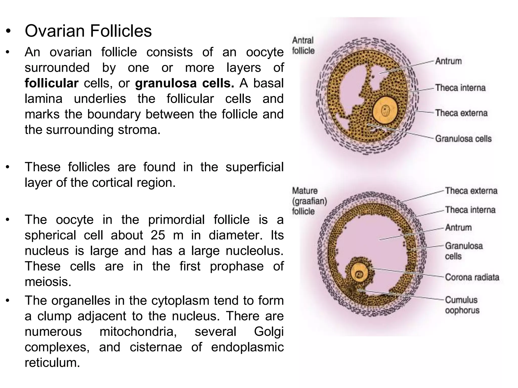• Ovarian Follicles
•   An ovarian follicle consists of an oocyte
    surrounded by one or more layers of
    follicular cells, or granulosa cells. A basal
    lamina underlies the follicular cells and
    marks the boundary between the follicle and
    the surrounding stroma.

•   These follicles are found in the superficial
    layer of the cortical region.

•   The oocyte in the primordial follicle is a
    spherical cell about 25 m in diameter. Its
    nucleus is large and has a large nucleolus.
    These cells are in the first prophase of
    meiosis.
•   The organelles in the cytoplasm tend to form
    a clump adjacent to the nucleus. There are
    numerous mitochondria, several Golgi
    complexes, and cisternae of endoplasmic
    reticulum.
 
