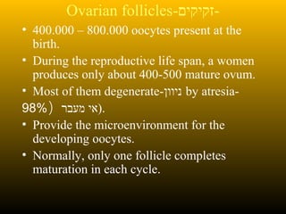 Ovarian follicles-‫-זקיקים‬
• 400.000 – 800.000 oocytes present at the
birth.
• During the reproductive life span, a women
produces only about 400-500 mature ovum.
• Most of them degenerate-‫ניוון‬ by atresia-
‫מעבר‬ ‫אי‬)98% ).
• Provide the microenvironment for the
developing oocytes.
• Normally, only one follicle completes
maturation in each cycle.
 