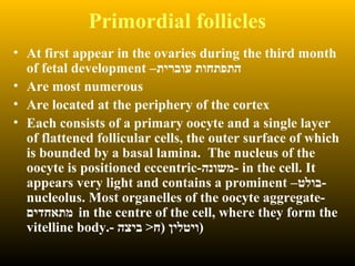 Primordial follicles
• At first appear in the ovaries during the third month
of fetal development –‫עוברית‬ ‫התפתחות‬
• Are most numerous
• Are located at the periphery of the cortex
• Each consists of a primary oocyte and a single layer
of flattened follicular cells, the outer surface of which
is bounded by a basal lamina. The nucleus of the
oocyte is positioned eccentric-‫-משונה‬ in the cell. It
appears very light and contains a prominent –‫-בולט‬
nucleolus. Most organelles of the oocyte aggregate-
‫מתאחדים‬ in the centre of the cell, where they form the
vitelline body.- ‫ביצה‬ >‫)ח‬ ‫)ויטלין‬
 