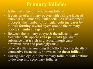 Primary follicles
• Is the first stage of the growing follicle
• It consists of a primary oocyte with a single layer of
cuboidal /columnar follicular cells. As development
proceeds, the number of follicular cells increases by
mitosis forming several layers around the primary
oocyte (membrana granulosa).
• Between the primary oocyte & the adjacent-‫סמוך‬
follicular cells appear zona pellucida (gel-like
substance that is rich in glycosaminoglycans-
‫סוכר+חלבון=ריר‬ and proteoglycans).
• Stromal cells, surrounding the follicle, form a sheath of
connective tissue cells, known as the theca folliculi.
• During each cycle, a few primary follicles will continue
to develop into secondary follicles.
 