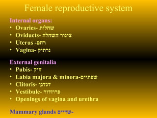 Female reproductive system
Internal organs:
• Ovaries- ‫שחלות‬
• Oviducts- ‫השחלה‬ ‫צינור‬
• Uterus -‫רחם‬
• Vagina- ‫נרתיק‬
External genitalia:
• Pubis- ‫חיק‬
• Labia majora & minora-‫שפתיים‬
• Clitoris- ‫דגדגן‬
• Vestibule- ‫פרוזדור‬
• Openings of vagina and urethra
Mammary glands ‫-שדיים‬
 