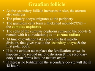 Graafian follicle
• As the secondary follicle increases in size, the antrum
also enlarges.
• The primary oocyte migrates at the periphery
• The granulosa cells form a thickened mound-‫נערמים‬ –
the cumulus oophorus
• The cells of the cumulus oophorus surround the oocyte &
remain with it at ovulation-‫ביוץ‬ – corona radiata
• At time of ovulation takes place the first meiotic
division, that gives rise to the secondary oocyte & the
first polar body.
• If in the oviduct takes place the fertilization-‫הפריה‬ -is
happened the second meiotic division & the secondary
oocyte transforms into the mature ovum.
• If there is no fertilization the secondary oocyte will die in
48 hours.
 
