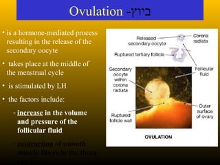 Ovulation -‫ביוץ‬
• is a hormone-mediated process
resulting in the release of the
secondary oocyte
• takes place at the middle of
the menstrual cycle
• is stimulated by LH
• the factors include:
- increase in the volume
and pressure of the
follicular fluid
- contraction of smooth
muscle fibers in the theca
externa
 