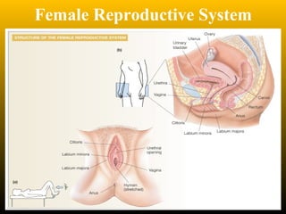 Female Reproductive System
 