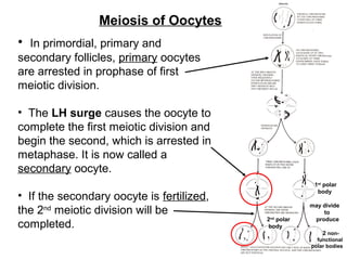 • In primordial, primary and
secondary follicles, primary oocytes
are arrested in prophase of first
meiotic division.
• The LH surge causes the oocyte to
complete the first meiotic division and
begin the second, which is arrested in
metaphase. It is now called a
secondary oocyte.
• If the secondary oocyte is fertilized,
the 2nd
meiotic division will be
completed.
Meiosis of Oocytes
1st
polar
body
may divide
to
produce
2 non-
functional
polar bodies
2nd
polar
body
 