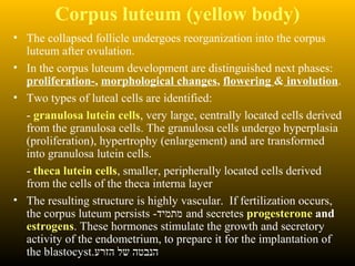 Corpus luteum (yellow body)
• The collapsed follicle undergoes reorganization into the corpus
luteum after ovulation.
• In the corpus luteum development are distinguished next phases:
proliferation-, morphological changes, flowering & involution.
• Two types of luteal cells are identified:
- granulosa lutein cells, very large, centrally located cells derived
from the granulosa cells. The granulosa cells undergo hyperplasia
(proliferation), hypertrophy (enlargement) and are transformed
into granulosa lutein cells.
- theca lutein cells, smaller, peripherally located cells derived
from the cells of the theca interna layer
• The resulting structure is highly vascular. If fertilization occurs,
the corpus luteum persists -‫מתמיד‬ and secretes progesterone and
estrogens. These hormones stimulate the growth and secretory
activity of the endometrium, to prepare it for the implantation of
the blastocyst.‫הזרע‬ ‫של‬ ‫הנבטה‬
 