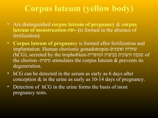 Corpus luteum (yellow body)
• Are distinguished corpus luteum of pregnancy & corpus
luteum of menstruation-‫-וסת‬ (is formed in the absence of
fertilization)
• Corpus luteum of pregnancy is formed after fertilization and
implantation. Human chorionic gonadotropin-‫ואשכים‬ ‫שחלות‬
(hCG), secreted by the trophoblast-‫המופרית‬ ‫בביצית‬ ‫חיצונית‬ ‫שכבה‬ of
the chorion -‫סיסית‬ stimulates the corpus luteum & prevents its
degeneration.
• hCG can be detected in the serum as early as 6 days after
conception & in the urine as early as 10-14 days of pregnancy.
• Detection of hCG in the urine forms the basis of most
pregnancy tests.
 