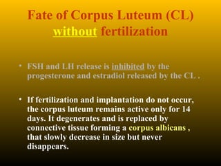 Fate of Corpus Luteum (CL)
without fertilization
• FSH and LH release is inhibited by the
progesterone and estradiol released by the CL .
• If fertilization and implantation do not occur,
the corpus luteum remains active only for 14
days. It degenerates and is replaced by
connective tissue forming a corpus albicans ,
that slowly decrease in size but never
disappears.
 