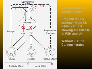 GnRH
LH maintains the
corpus luteum
Progesterone &
estrogen from CL
inhibits GnRH ,
slowing the release
of FSH and LH
Without LH, the
CL degenerates
Junqueira et al. 8th
ed. Appleton and Lange
X X
 