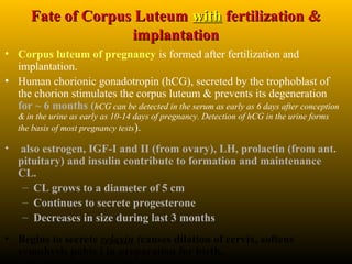 Fate of Corpus LuteumFate of Corpus Luteum withwith fertilization &fertilization &
implantationimplantation
• Corpus luteum of pregnancy is formed after fertilization and
implantation.
• Human chorionic gonadotropin (hCG), secreted by the trophoblast of
the chorion stimulates the corpus luteum & prevents its degeneration
for ~ 6 months (hCG can be detected in the serum as early as 6 days after conception
& in the urine as early as 10-14 days of pregnancy. Detection of hCG in the urine forms
the basis of most pregnancy tests).
• also estrogen, IGF-I and II (from ovary), LH, prolactin (from ant.
pituitary) and insulin contribute to formation and maintenance
CL.
– CL grows to a diameter of 5 cm
– Continues to secrete progesterone
– Decreases in size during last 3 months
• Begins to secrete relaxin (causes dilation of cervix, softens
symphysis pubis ) in preparation for birth.
 